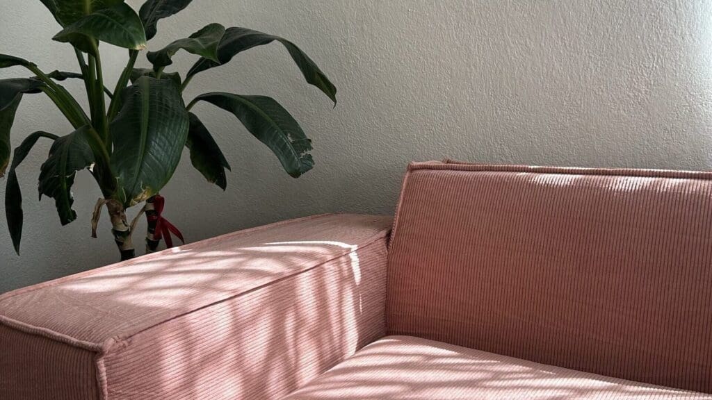 Pink corduroy sofa with sunlight falling across the cushions, beside a leafy green indoor plant.
