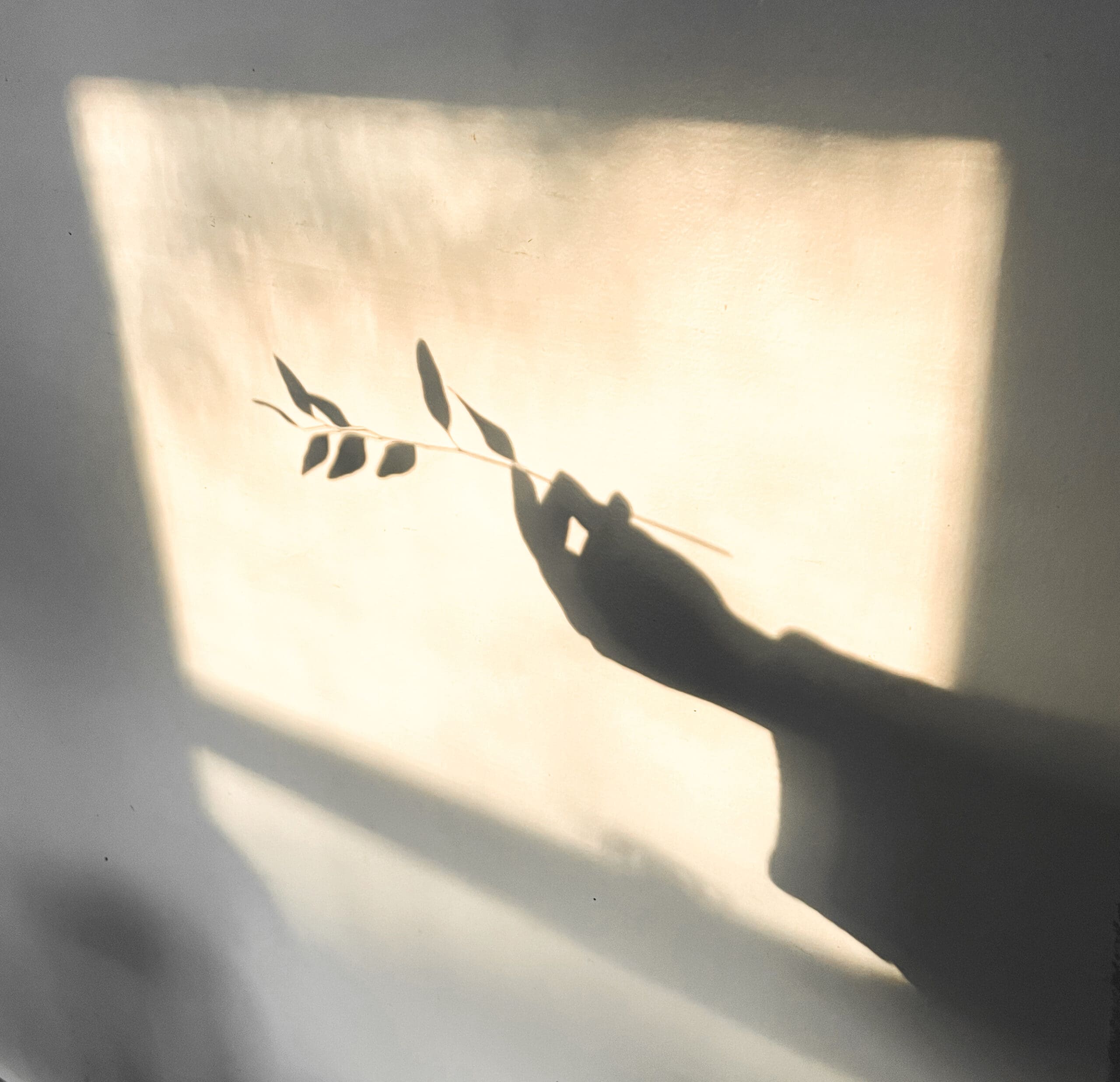 Shadow of a hand holding a leafy sprig against a sunlit wall.